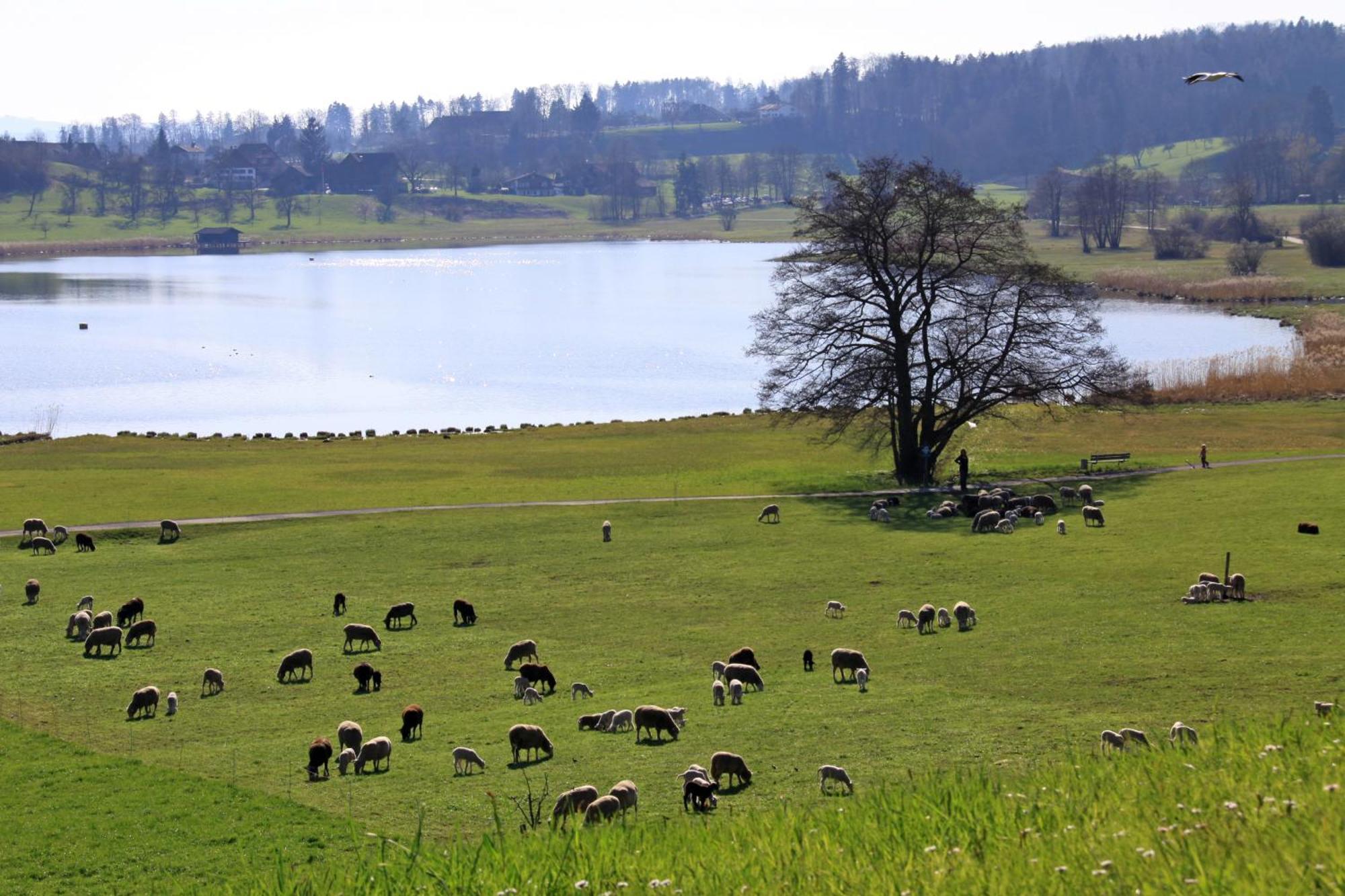 Im Roeseligarten Wolfhausen Esterno foto